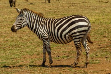 Zebra Tanzanya Ulusal Parkı 'nda çimlerin üzerinde duruyor.