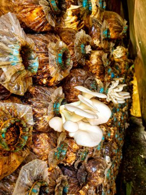 Battambang, Kamboçya, Ocak 02, 2020: şişe mantar fabrikası