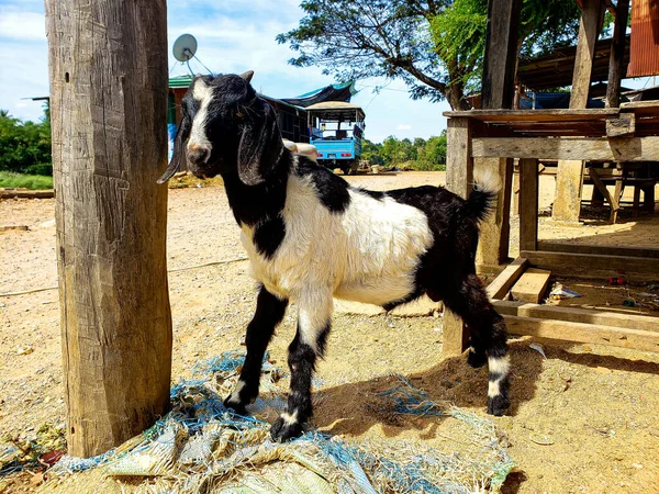 Kamboçya, Battambang, 02 Ocak 2020: Kırsal bir köyde keçi.