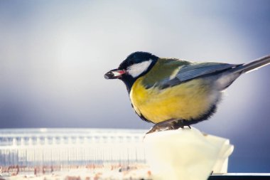 Güzel Lilite Tomtit beslenme kutusundan bir tohum yiyor.