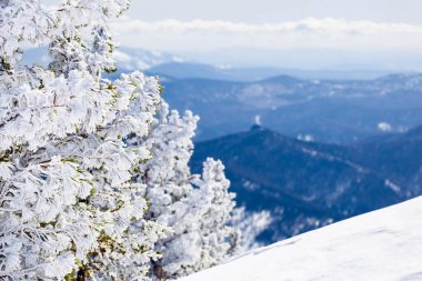 Kardaki çam ve dağ manzarası