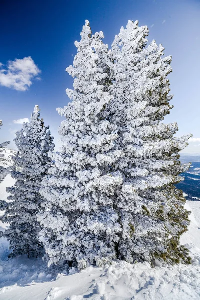 Árvores Nevadas Neve Paisagem Montanhosa — Fotografia de Stock