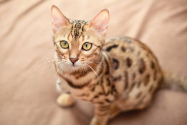 Güzel Bengal kedisi bir yatakta oturuyor ve yukarı bakıyor.