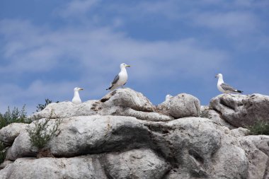 Kayalık adada martılar