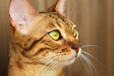 Bengal kedisi ağızlığı. Yaklaş.