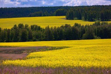Tecavüz alanının resimsel manzarası