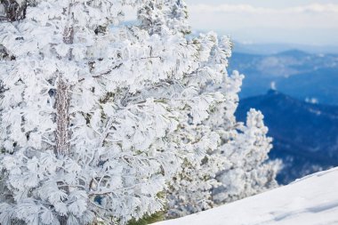 Karda çam ağacı ve dağ manzarası