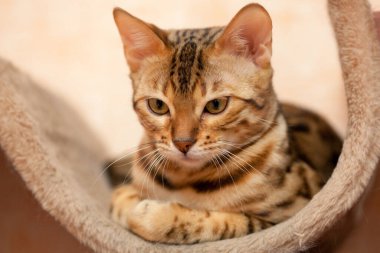 Güzel Bengal kedisi bir şeyle ilgileniyor.