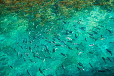 Maldivler 'de suda çok balık var.