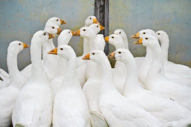 Beyaz kaz sürüsü.