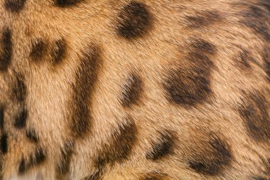 Bengal kedi kürkü. Yaklaş.