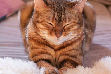 Bengal kedisi gözleri beceriyor ve yalan söylüyor