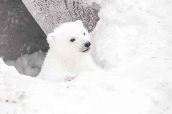 Kleine Ijsbeer Welp Sneeuw Zit Kijkt Omhoog — Stockfoto