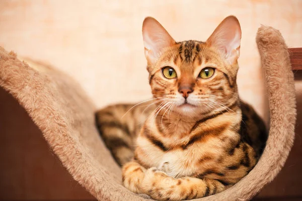 Bonito Bengala Gato Está Mentindo — Fotografia de Stock