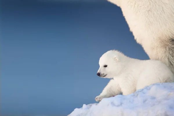 Malé Lední Medvídě Sněhu — Stock fotografie
