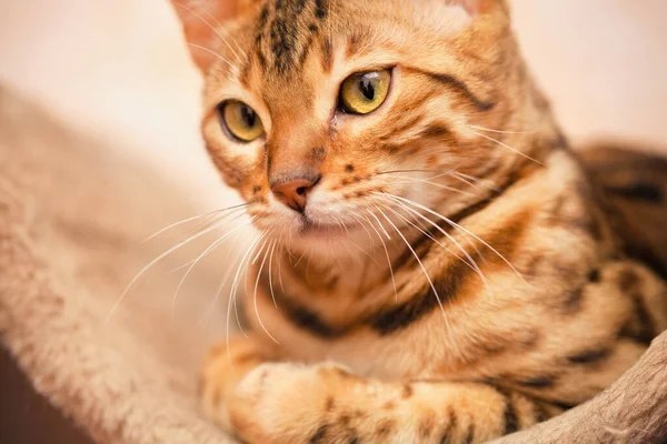 Hermoso Bengala Gato Mentir —  Fotos de Stock