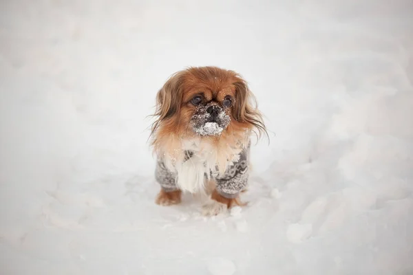 Piccola Passeggiata Pechinese Nella Neve — Foto Stock