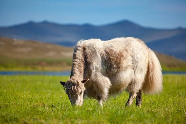 Yak, Baykal Gölü yakınlarında besleniyor.