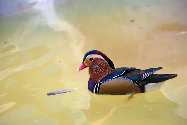 Hermoso Pato Mandarín Nadando Cerca Pluma —  Fotos de Stock