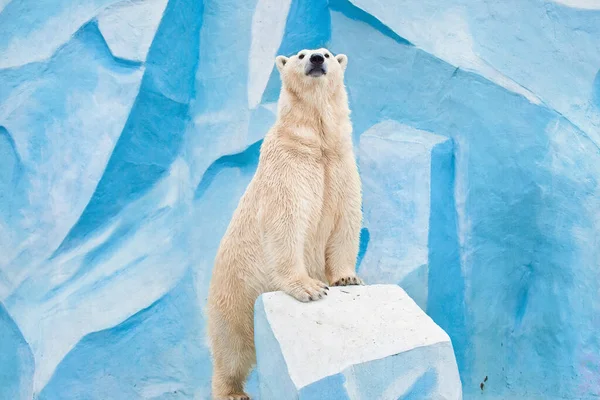 Gran Oso Polar Zoológico Novosibirsk — Foto de Stock