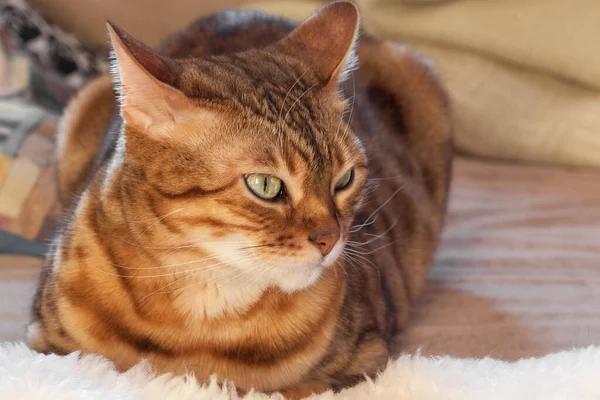 Chat Bengale Est Couché Sur Canapé — Photo