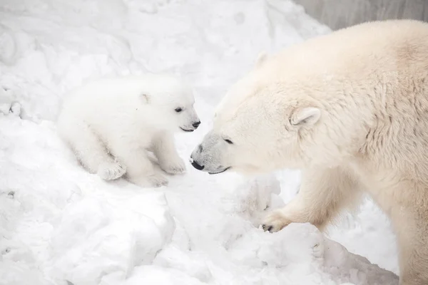 Little Polar Bear Cub Playing Mom — Stock Photo, Image