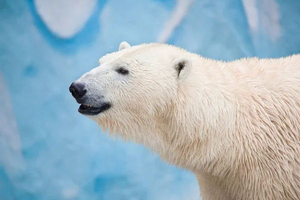 Gran Bozal Oso Polar Blanco Zoológico — Foto de Stock