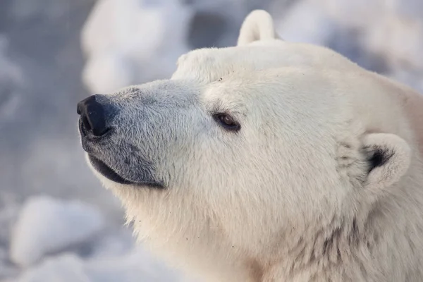 Big White Polar Bear Muzzle — Stock Photo, Image