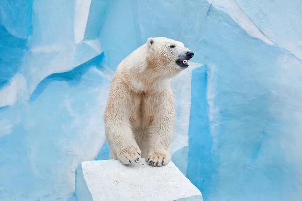 Gran Oso Polar Zoológico Novosibirsk — Foto de Stock