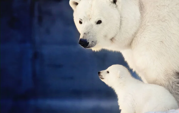 Little Polar Bear Cub Big Bear — Stock Photo, Image