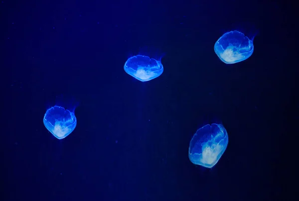 Bellas Medusas Bajo Agua Luz Azul — Foto de Stock