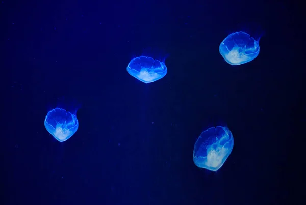 Bellas Medusas Bajo Agua Luz Azul —  Fotos de Stock