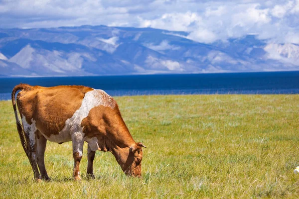 Baykal 'daki pitoresk çayırda inekler otluyor.