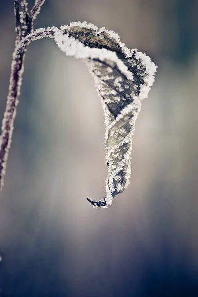 Folha Murcha Geada Inverno — Fotografia de Stock