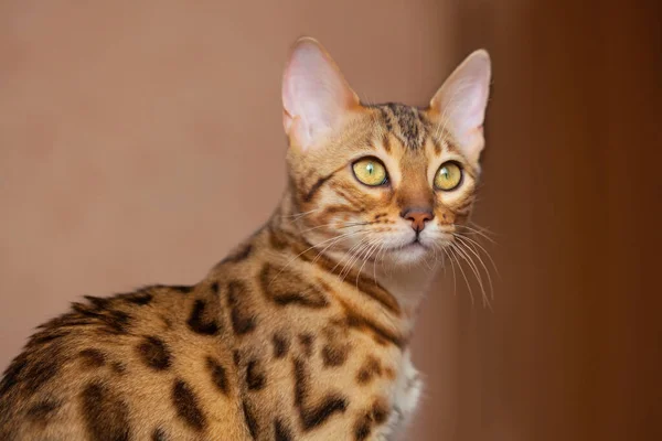 Gyönyörű Bengáli Macska Bámul Csoda — Stock Fotó