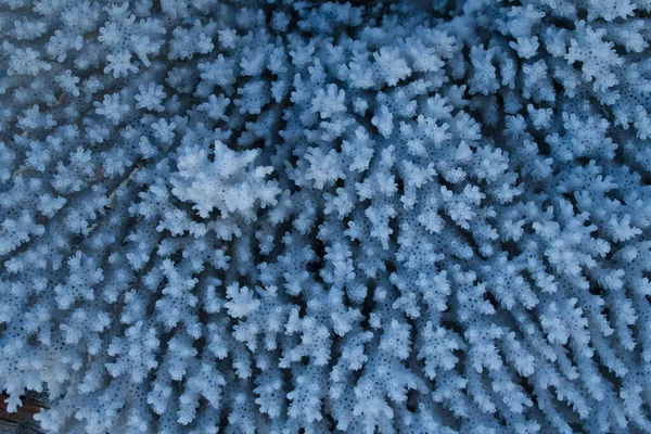 Группа Белых Кораллов Водой — стоковое фото