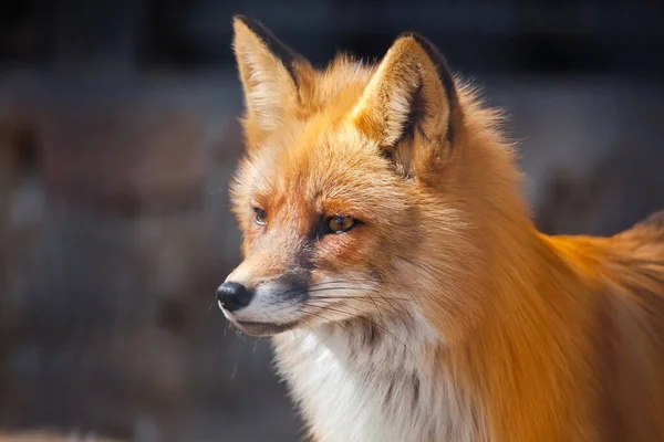 Roter Flauschiger Fuchs Der Auf Etwas Starrt — Stockfoto