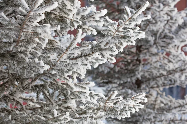 Větev Firtree Pod Sněhem — Stock fotografie