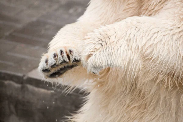 Nagy Jegesmedve Mancsok Állatkertben — Stock Fotó