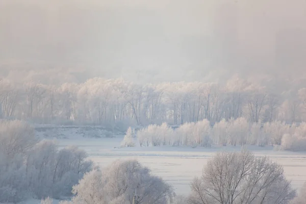 Les Arbres Dans Gelée Blanche Brouillard — Photo