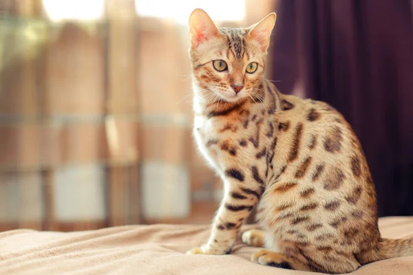 Vacker Bengal Katt Sitter Säng Och Vänder — Stockfoto