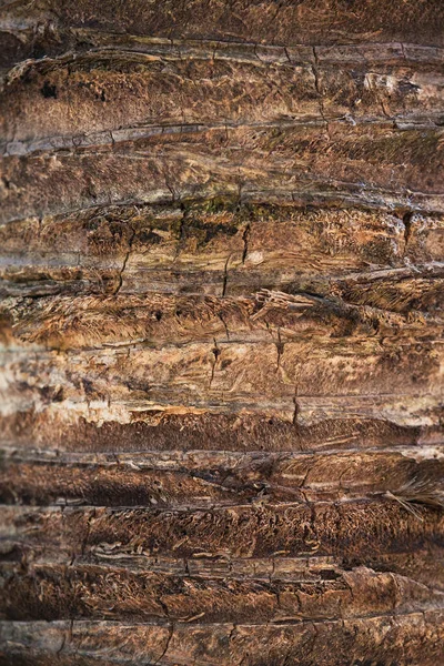 Coco Palm 'ın doku arkaplanı