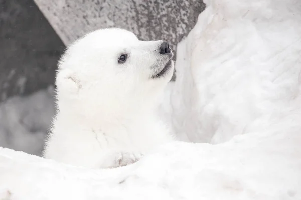 Kleine Ijsbeer Welp Sneeuw Kijkt Omhoog — Stockfoto