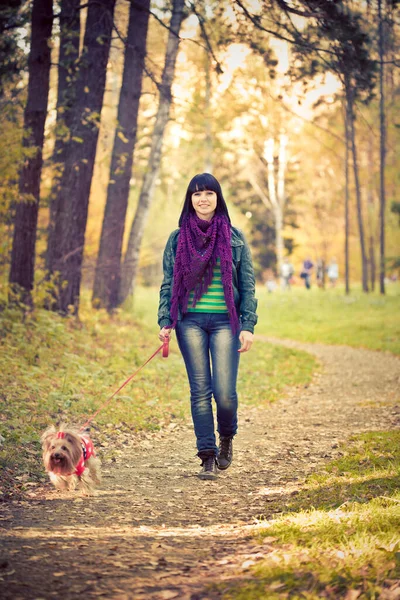 Ung Kvinna Med Yorkshire Terrier Promenader Höstskogen — Stockfoto