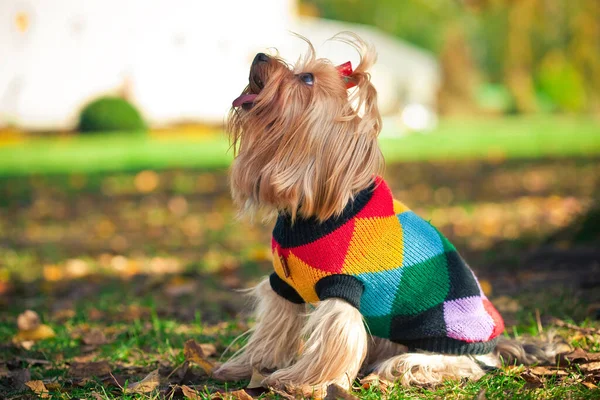 Sonbahar ormanında Yorkshire Teriyeri