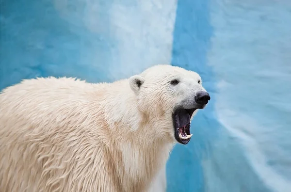 Nagy Jegesmedve Üvölt Novoszibirszk Állatkert — Stock Fotó