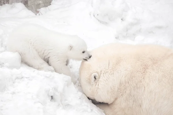 Anak Beruang Kutub Kecil Menggigit Beruang Besar Stok Gambar Bebas Royalti