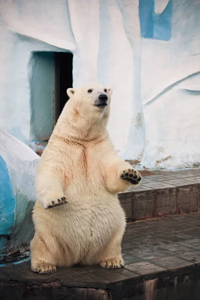 诺沃西尔斯克动物园的北极熊 免版税图库照片