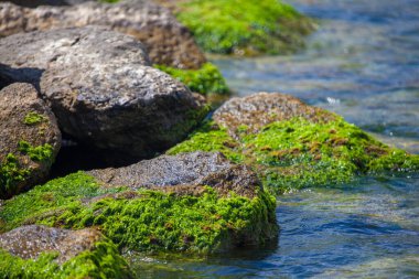 Yeşil yosun kaplı su taşları.
