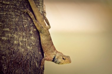 Ağaç kabuğundaki küçük iguana